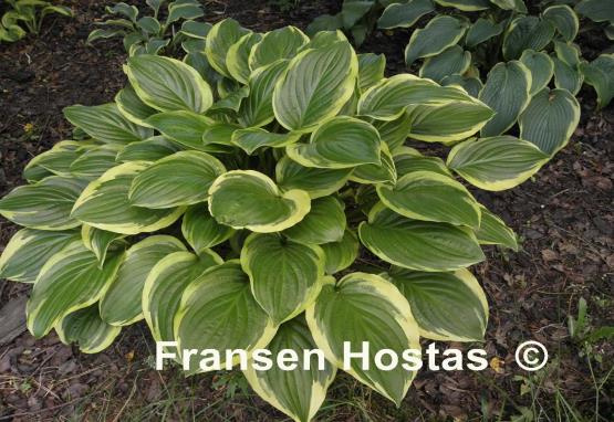 Hosta Iron Gate Glamour